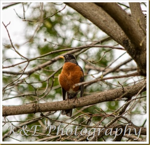 APRIL 2015 (5 of 28)