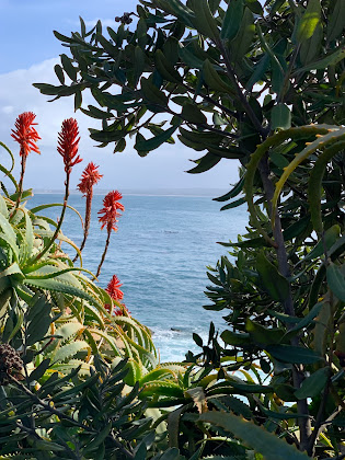 There are some tall flowered plants on the right and a tree on the left. In the middle, the ocean can be seen. There is a small area that is darker and that is the top of the kelp where the sea otters were floating.