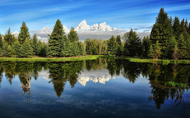 Bosque de Pinos Paisajes Naturales en HD