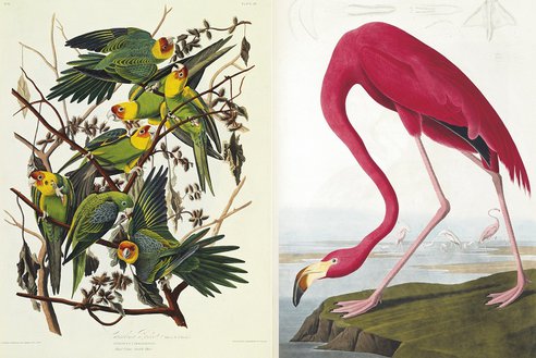 The Birds Of North America Audubon