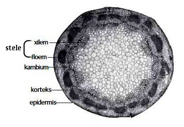 dibagi menjadi dua yaitu tumbuhan monokotil dan tumbuhan dikotil Struktur dan Fungsi Batang Dikotil