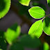 CaptureYour365 POTD: Sunlit Rose Leaves