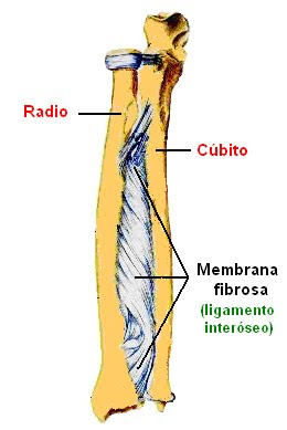 sindesmosis