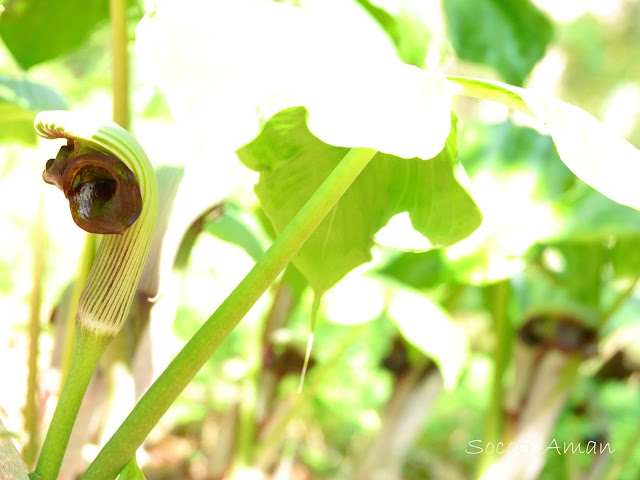 Arisaema ringens