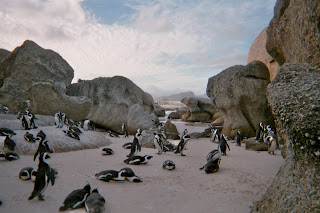 African Penguins, Boulders Beach, South Africa