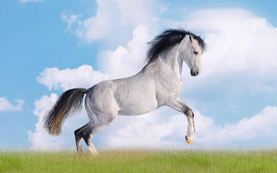 Fotografías de caballos (Equinos de Pura Sangre) - Beautiful Horses