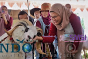 Expo dan Kontes Domba Indramayu, Wujudkan Bibit Berkualitas dan Peternak Sejahtera Menuju Indramayu Bermartabat