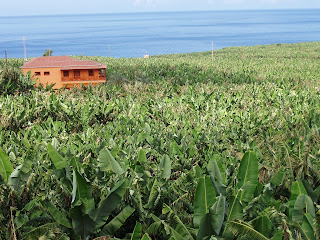 Plantaciones de Plátanos