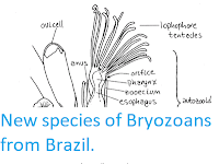 https://sciencythoughts.blogspot.com/2012/07/new-species-of-bryozoans-from-brazil.html