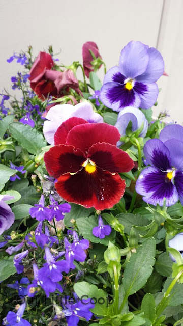 Pansies in window flower box 