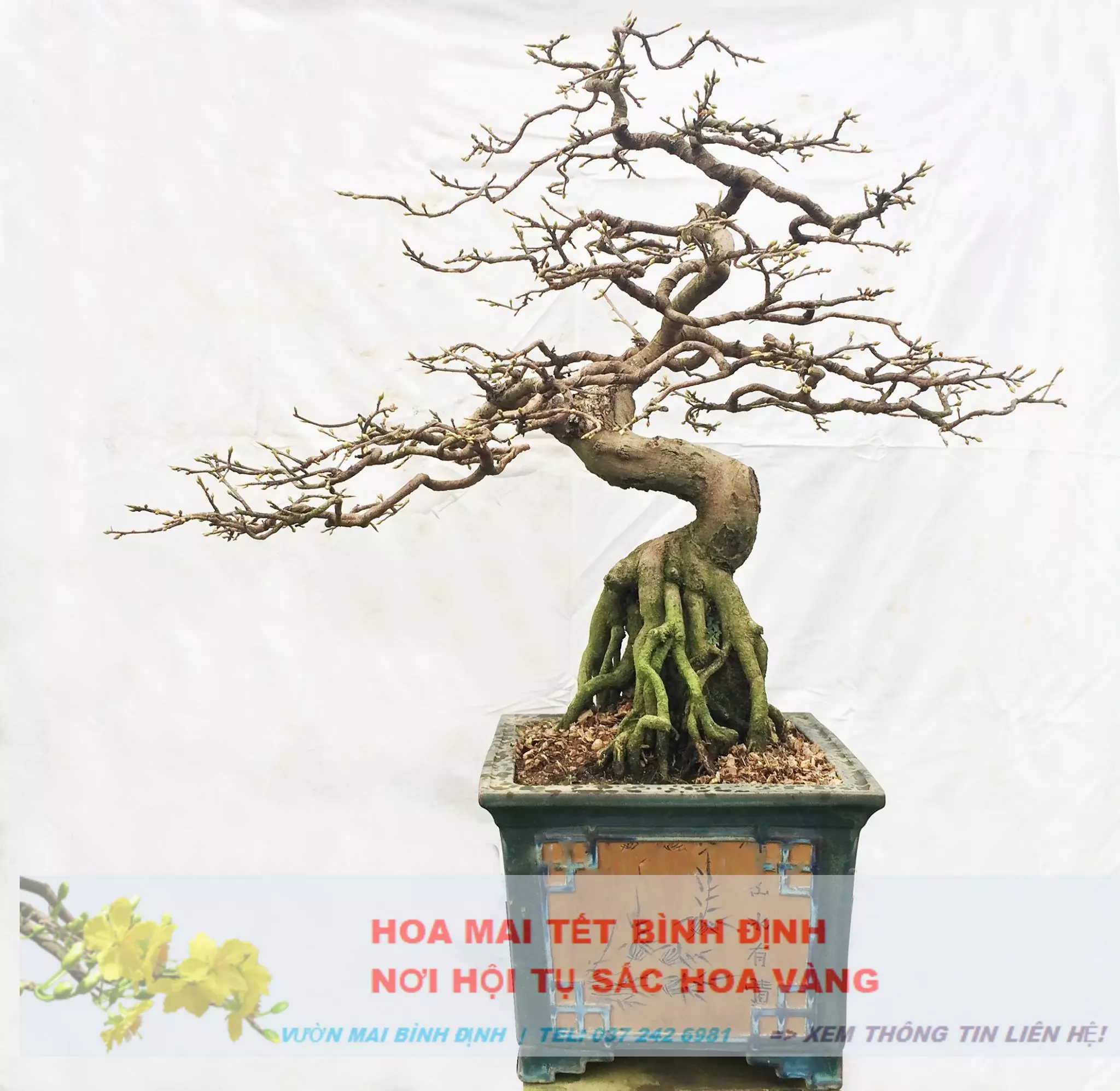 Nghệ thuật tạo dáng mai vàng bonsai Bình Định