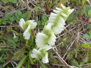 Spiranthe de Romanzoff - Spiranthes romanzoffiana