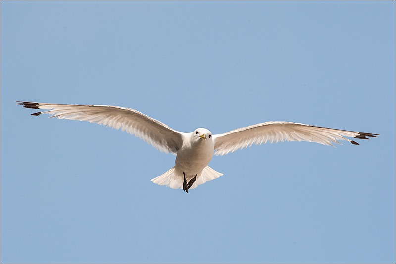 Kittiwakes