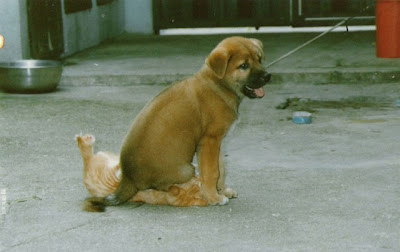 Dog sits on top of a cat