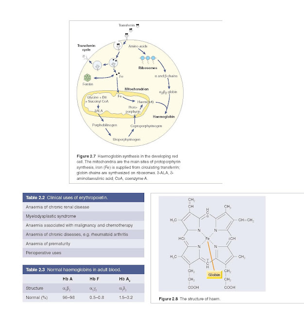 Haemoglobin synthesis in the developing red cell. The mitochondria are the main sites of protoporphyrin synthesis, iron (Fe) is supplied from circulating transferrin; globin chains are synthesized on ribosomes. δ‐ALA, δ‐ aminolaevulinic acid; CoA, coenzyme A.