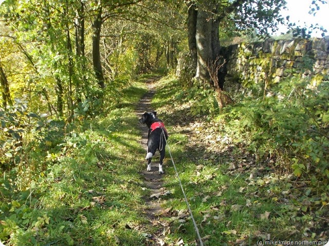 lucky leads the way 