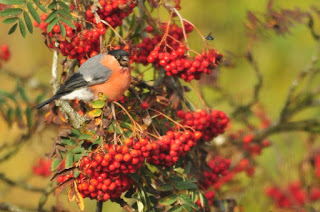 Male bullfinch in rowan tree