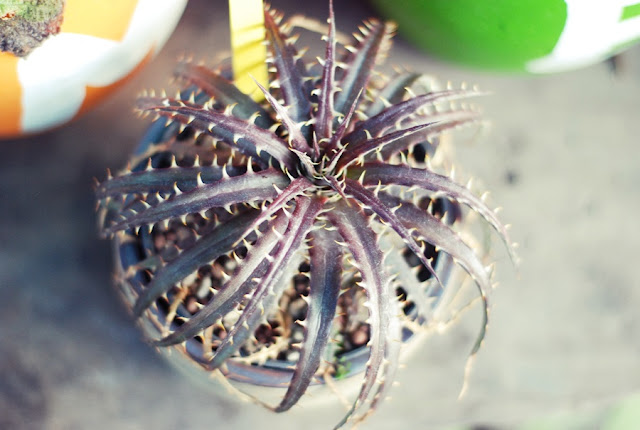 สับปะรดสี Dyckia dawsonii  