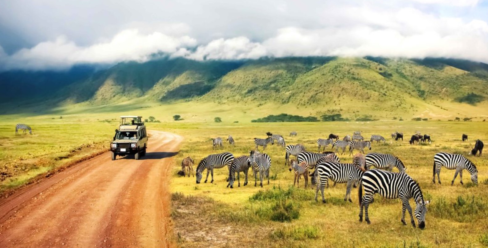 30 Best Wildlife Safari parks in the USA | Animal Safari