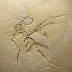Yeni Archaeopteryx Fosili Kuşlarda Tüylerin Uçmadan Önce Evrimleştiğini Bir Kez Daha Doğruladı!