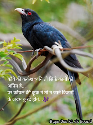 10 Koyal Quotes / कोयल Quotes / Cuckoo Quotes