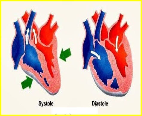 Pengertian dan Perbedaan Sistol dan Diasol Lengkap PENGERTIAN DAN PERBEDAAN SISTOL DAN DIASTOL