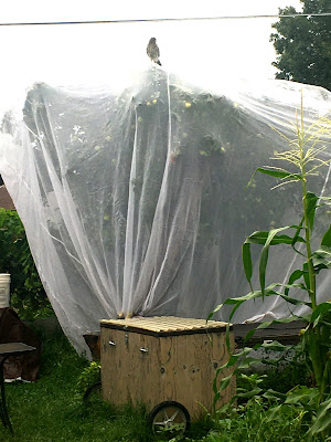 Fruit Tree Covers Protect From Birds