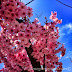 Sakura time, UENO, Tokyo