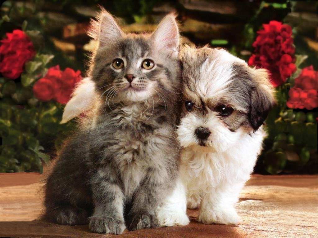 All Wallpapers: Kitten and Puppy hd Wallpapers 2013