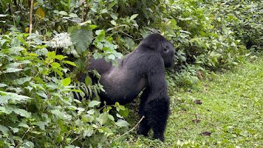 mountain gorilla trekking