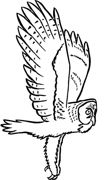  Free Printable Owl Coloring Pages For Kids 