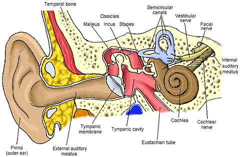 Tips Membersihkan Cerumen Pada Lubang Telinga [ www.BlogApaAja.com ]