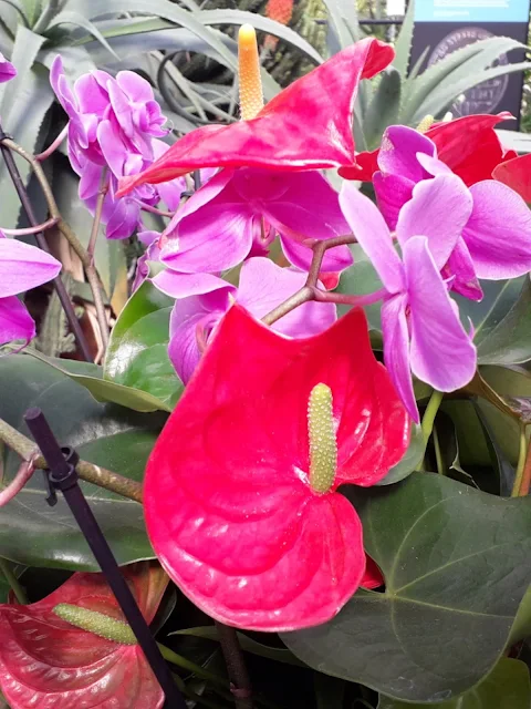 Anthurium plants for sale UK