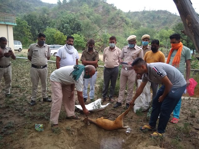  जंगली जख्मी कक्कड़ के हुई मौत