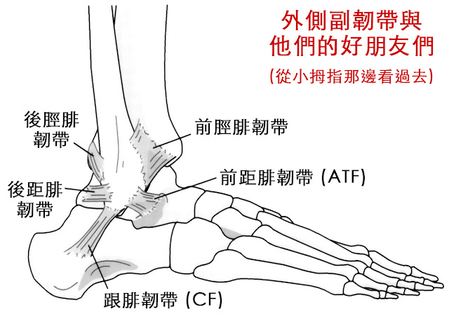 腳踝 外側副韌帶 前脛腓韌帶 前距腓韌帶 跟腓韌帶