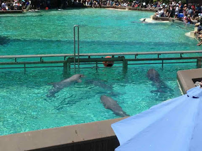 Dolphin Encounter at Sea World San Diego