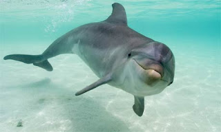 dolphin in shallow water