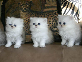 Persian Cat Wallpapers