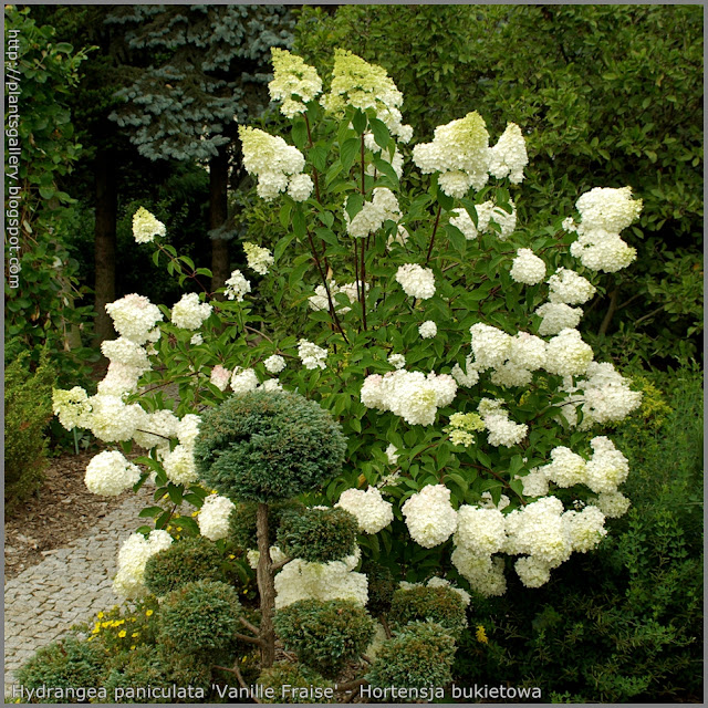 Hydrangea paniculata 'Vanille Fraise' syn. Hydrangea paniculata 'Renhy' - Hortensja bukietowa 