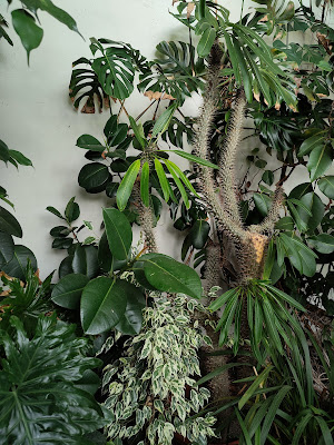 ミラベル庭園の温室内植物
