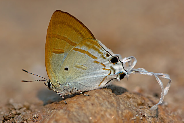 Hypolycaena amasa the Fluffy Tit butterfly