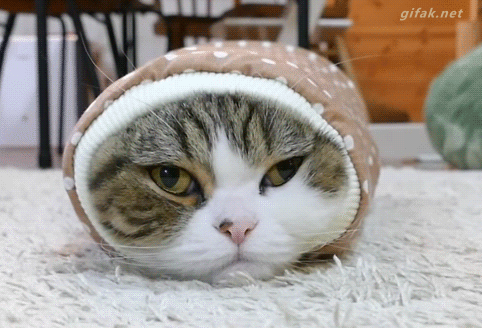Funny cats - part 338, best cute cat pictures, cat photo