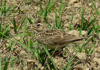 Crested Lark