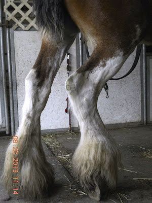 White extended stockings on a bay sabino Clydesdale