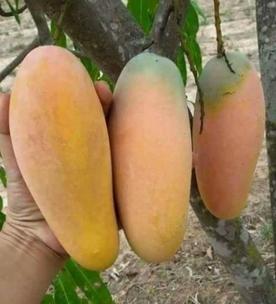 buah mangga Chokanan