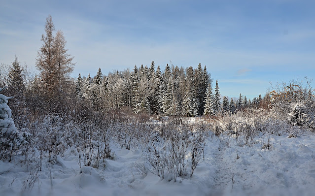 A thick layer of fluffy fresh snow covers clumps of grass and small shrubs, turning the wetland into a lumpy bumpy marshmallow zone with small willows and dwarf birch sticking out with snow coated stems. A bit farther, larger clump willows and small to mid-size tamaracks and spruce and paper birch rise. Farther still is an area of mature mixed woods, spruce and poplar, all snow covered against a blue sky painted with swathes of flat white clouds. A single cattle path through the snow winds away from lower right.