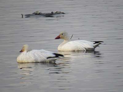 sacramento national wildlife refuge northern california birding hotspots