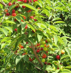 pitangueira-small surinam cherry
