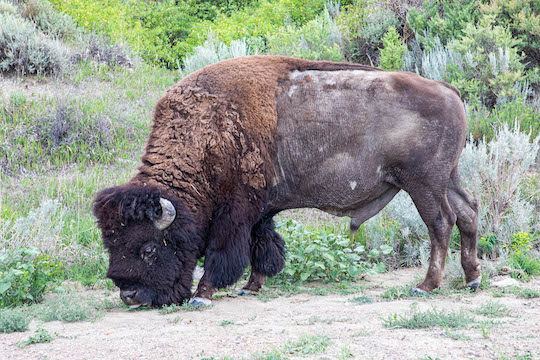 Bison in Theodore Roosevelt National Park