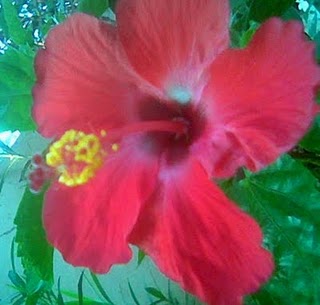 Health Tips: Hibiscus Flowers for Hair Care